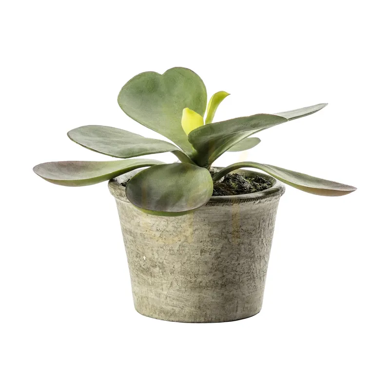 Cumpără acum Plantă decorativă Kalanchoe verde în ghiveci rustic Gallery Direct 5059413399244